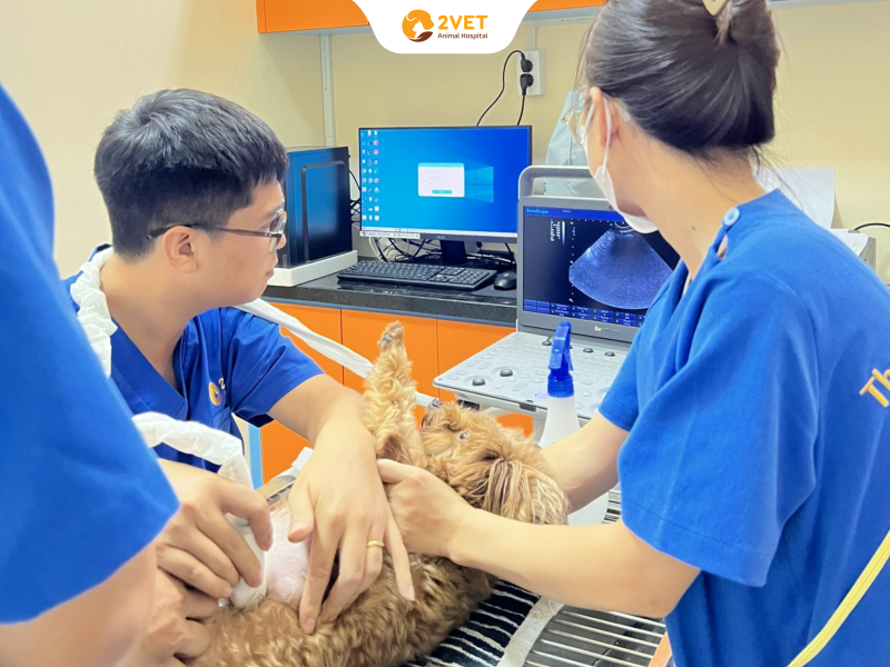 Điều trị tại Bệnh viện Thú Y