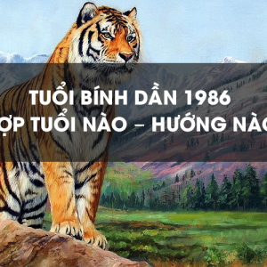 1986 hợp hướng nào