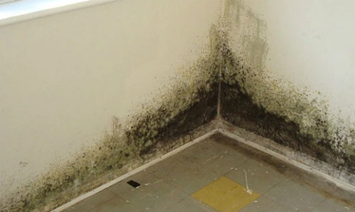 Chân tường bị nấm mốc gây ra nhiều tác hại nghiêm trọng