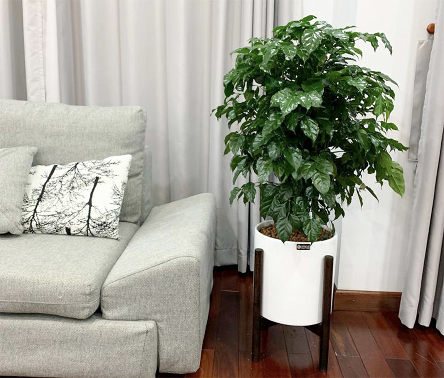 Cây hạnh phúc loại cây phong thuỷ được ưa chuộng