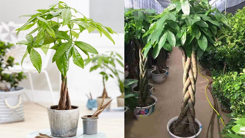 Cây Kim Ngân mang một vẻ đẹp độc đáo và quyền năng phong thủy đặc biệt.