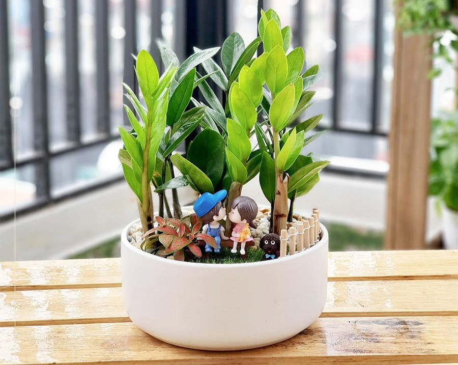 Cây kim tiền được coi là biểu tượng tối thượng của sự giàu sang.