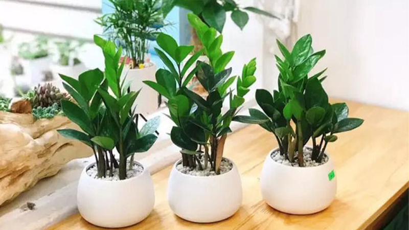 Cây Kim tiền mang đến cho gia chủ nhiều điều may mắn về tài lộc