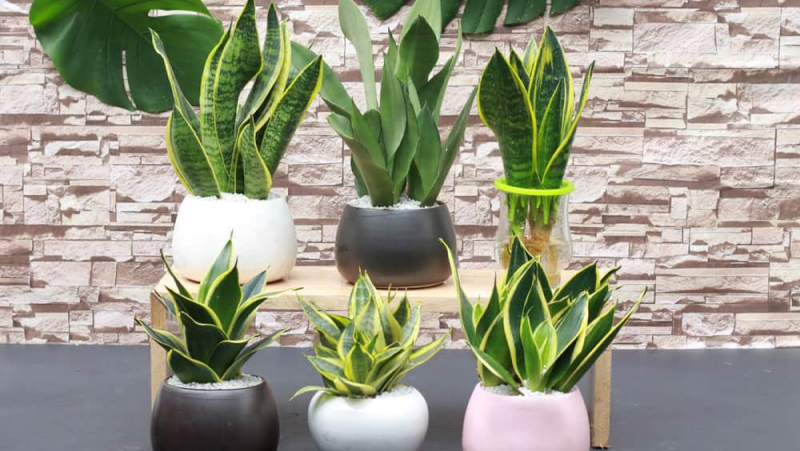 Cây lưỡi hổ mang ý nghĩ cho phong thuỷ rất lớn