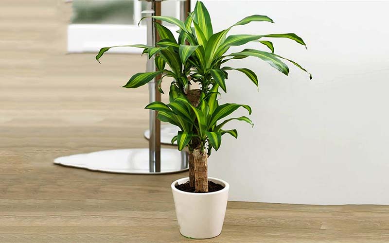 Thiết mộc lan còn là loại cây được đánh giá là có sức sống cực kỳ bền bỉ