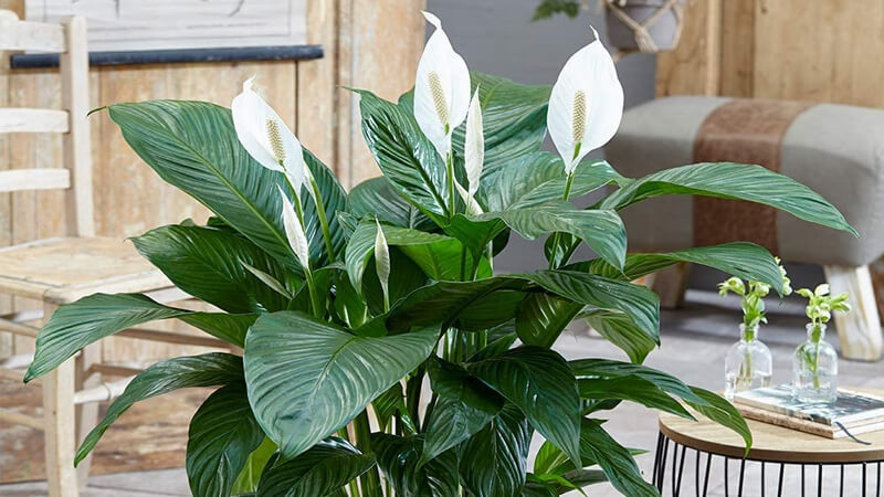 Cây lan ý có khả năng thanh lọc không khí, loại bỏ bụi bẩn, độc tố