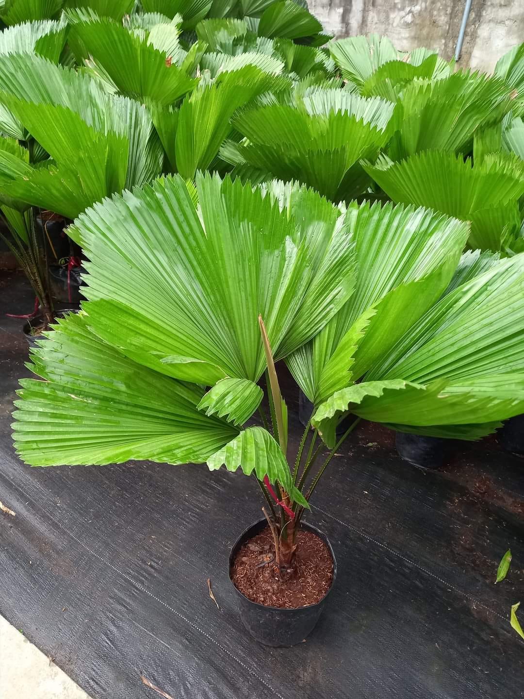 Cây Cọ Nhật mang nhiều ý nghĩa phong thủy