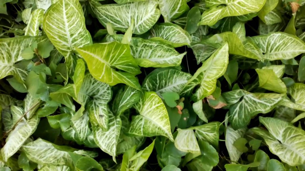 Cây trầu bà  có khả năng thanh lọc không khí tốt